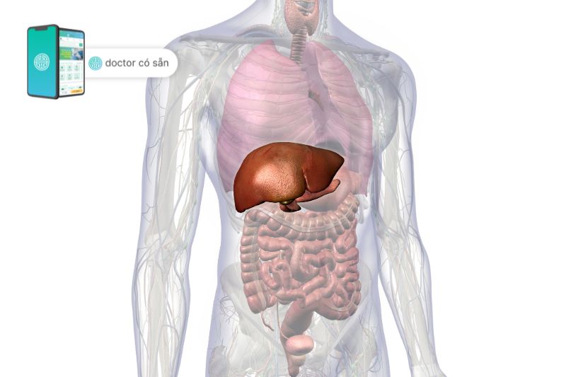 Axit deoxycholic là một loại axit tự nhiên, được gan sản xuất trong cơ thể con người